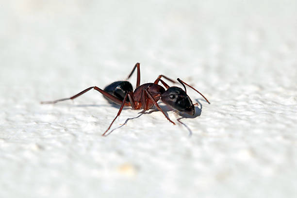 fourmi charpentière